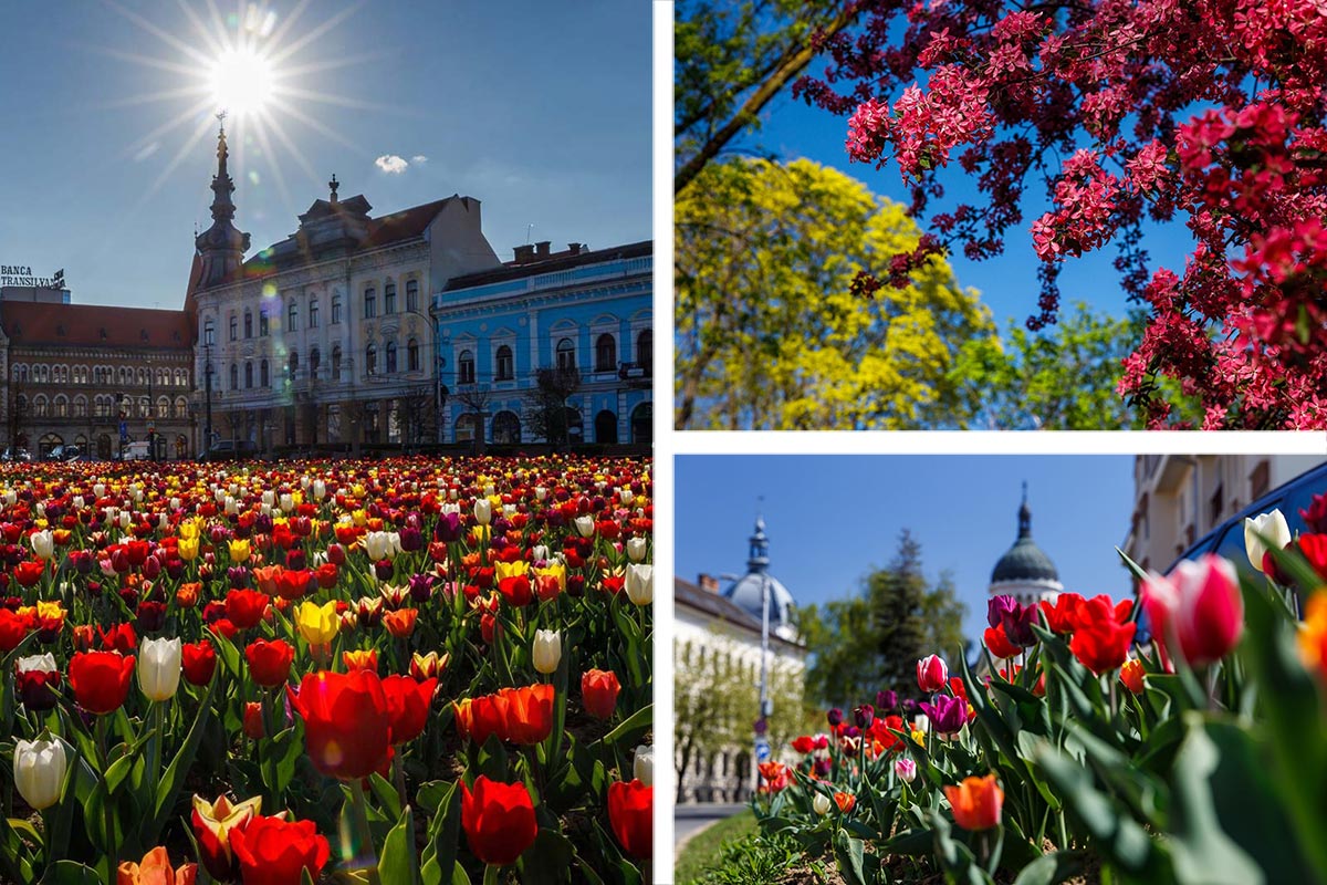 Cluj-Napoca im Frühling - ein Meer von Blüten